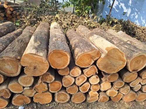 Solid Kiln-Dried Teak Wood for Custom Sofas
